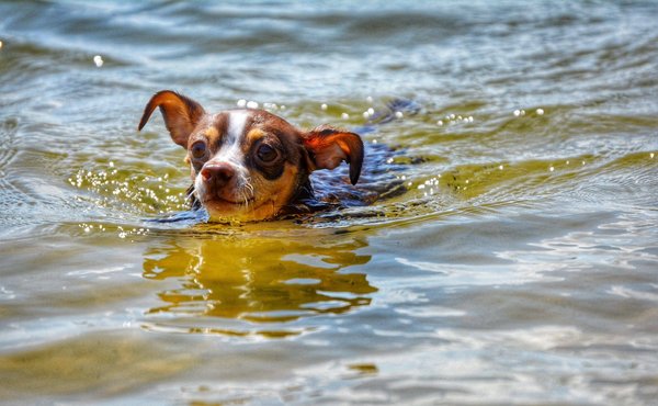 Quels sont les conseils pour débuter dans la photographie avec votre smartphone ?